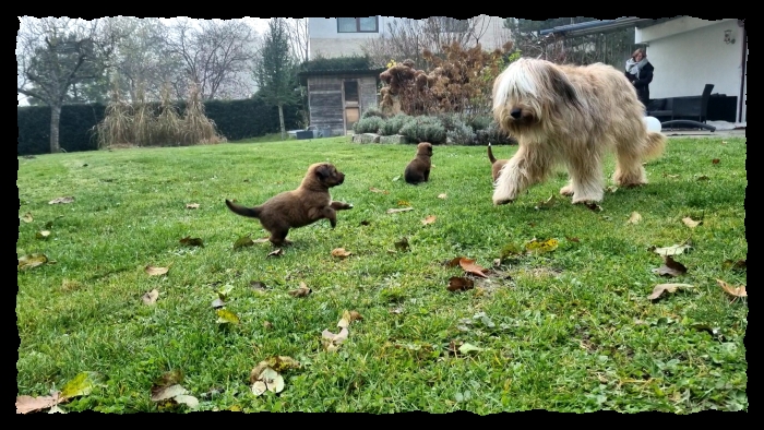 C-Wurf-von-der-Straubenhalde