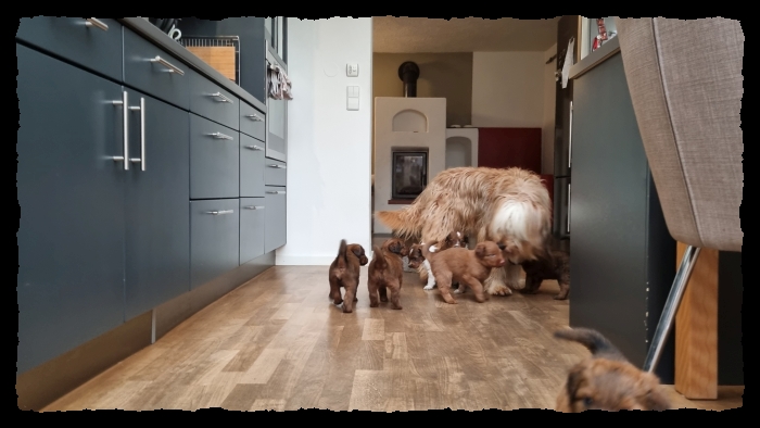 C-Wurf-von-der-Straubenhalde