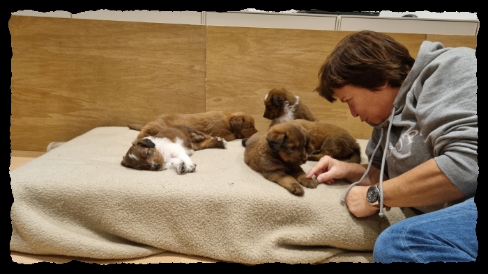 C-Wurf-von-der-Straubenhalde