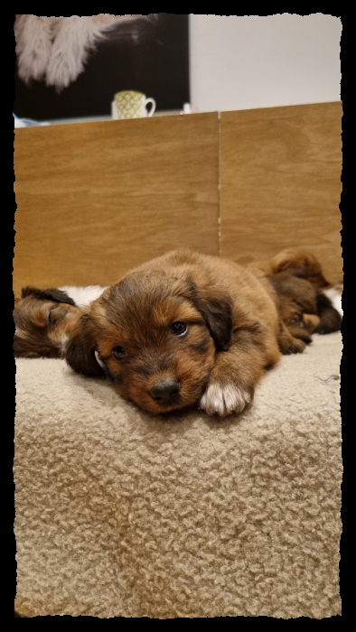 C-Wurf-von-der-Straubenhalde