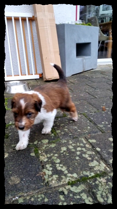 C-Wurf-von-der-Straubenhalde