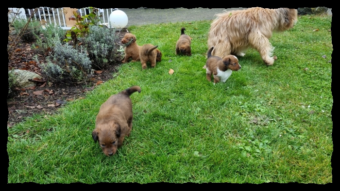 C-Wurf-von-der-Straubenhalde