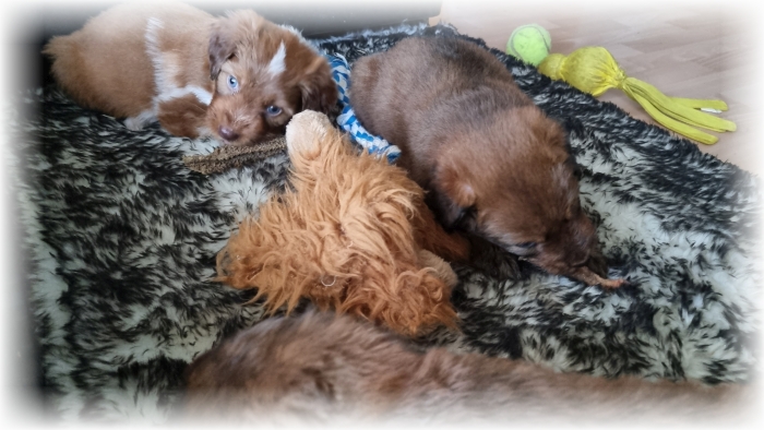 C-Wurf-von-der-Straubenhalde