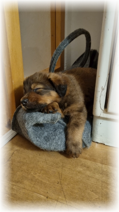 C-Wurf-von-der-Straubenhalde