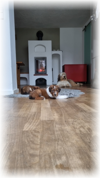 C-Wurf-von-der-Straubenhalde