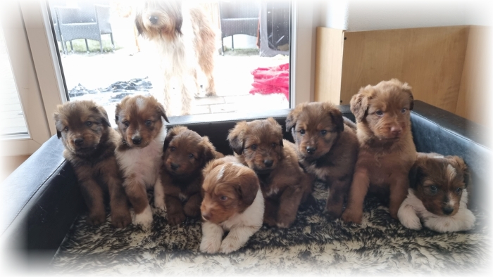 C-Wurf-von-der-Straubenhalde