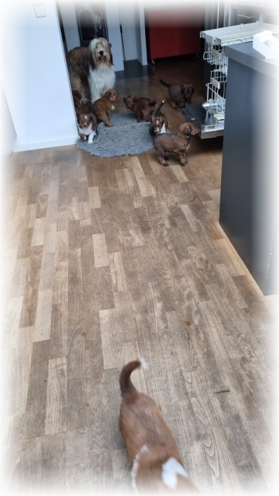 C-Wurf-von-der-Straubenhalde