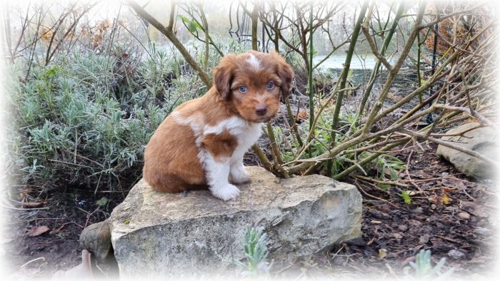 C-Wurf-von-der-Straubenhalde