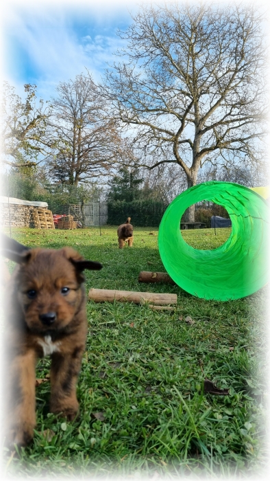 C-Wurf-von-der-Straubenhalde