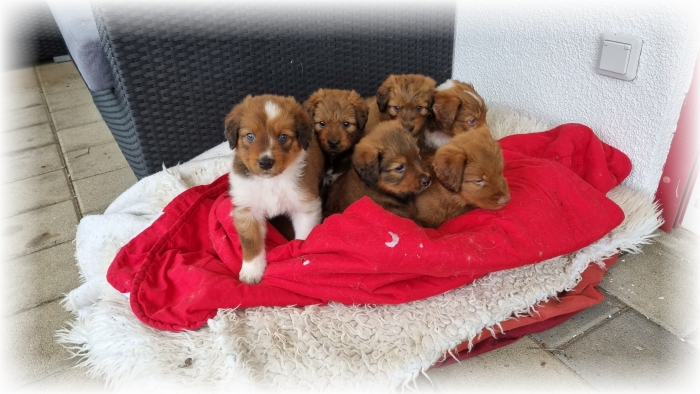 C-Wurf-von-der-Straubenhalde