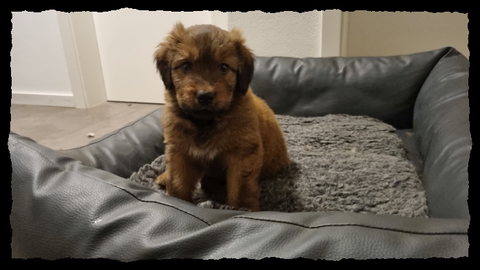 C-Wurf-von-der-Straubenhalde