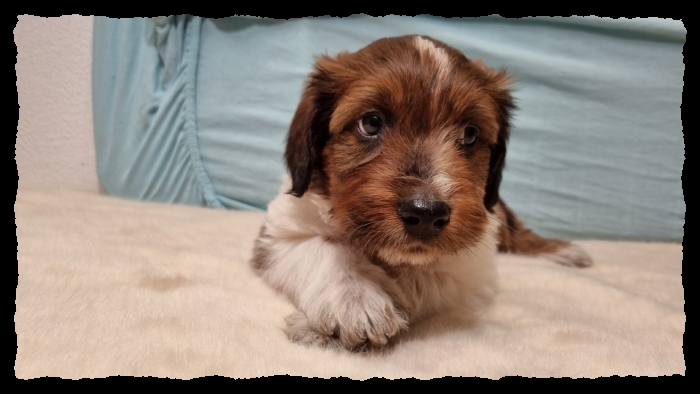 C-Wurf-von-der-Straubenhalde