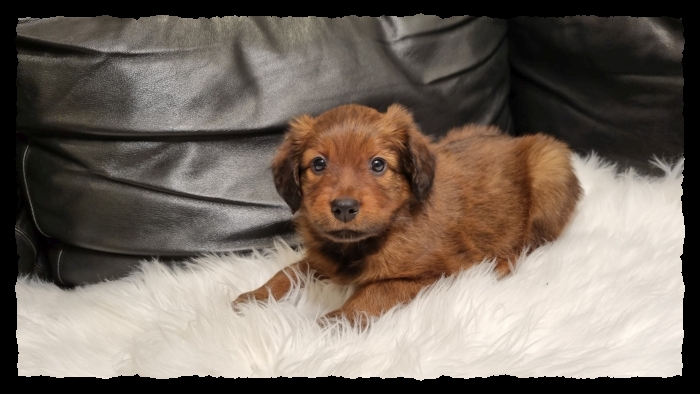 C-Wurf-von-der-Straubenhalde