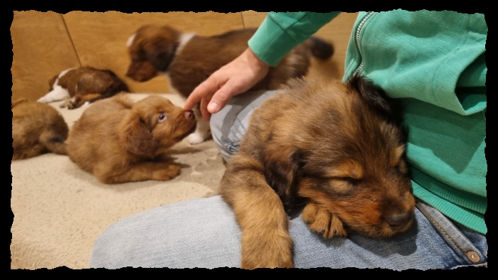 C-Wurf-von-der-Straubenhalde