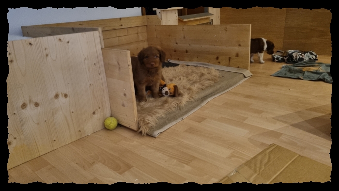 C-Wurf-von-der-Straubenhalde