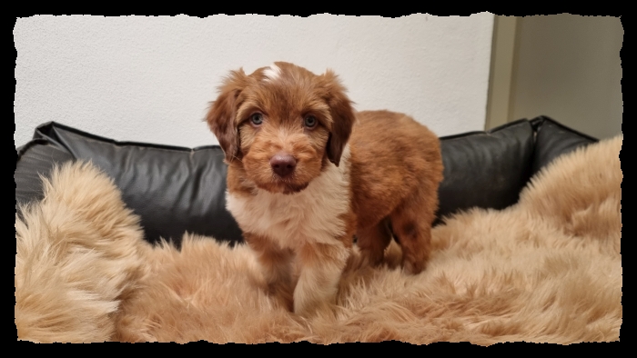 C-Wurf-von-der-Straubenhalde