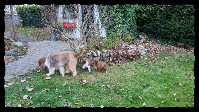 C-Wurf-von-der-Straubenhalde