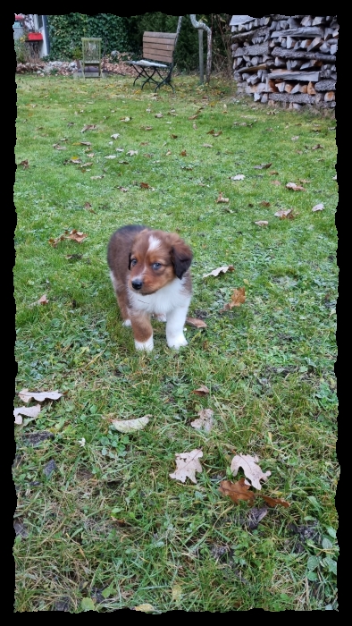 C-Wurf-von-der-Straubenhalde