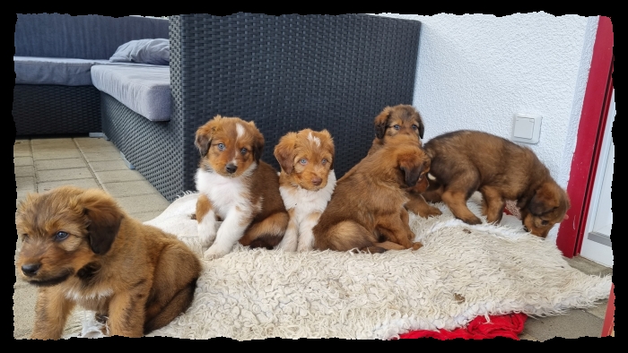 C-Wurf-von-der-Straubenhalde