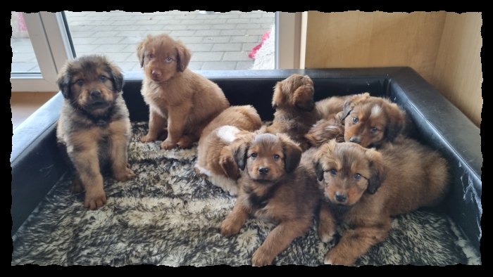 C-Wurf-von-der-Straubenhalde