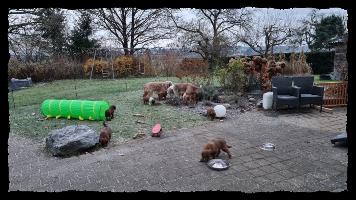 C-Wurf-von-der-Straubenhalde