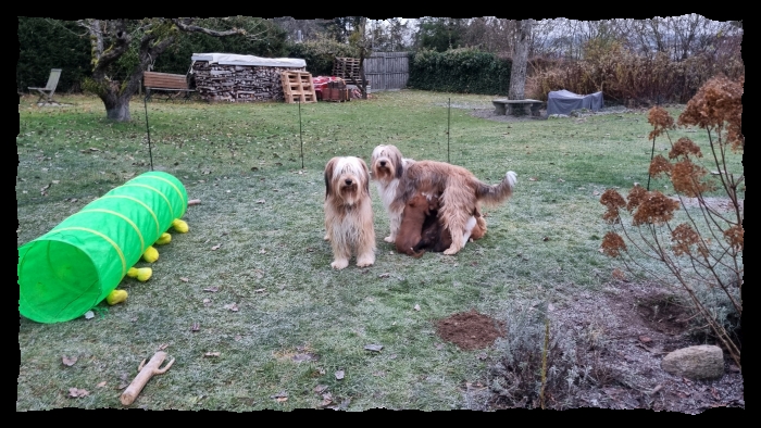 C-Wurf-von-der-Straubenhalde