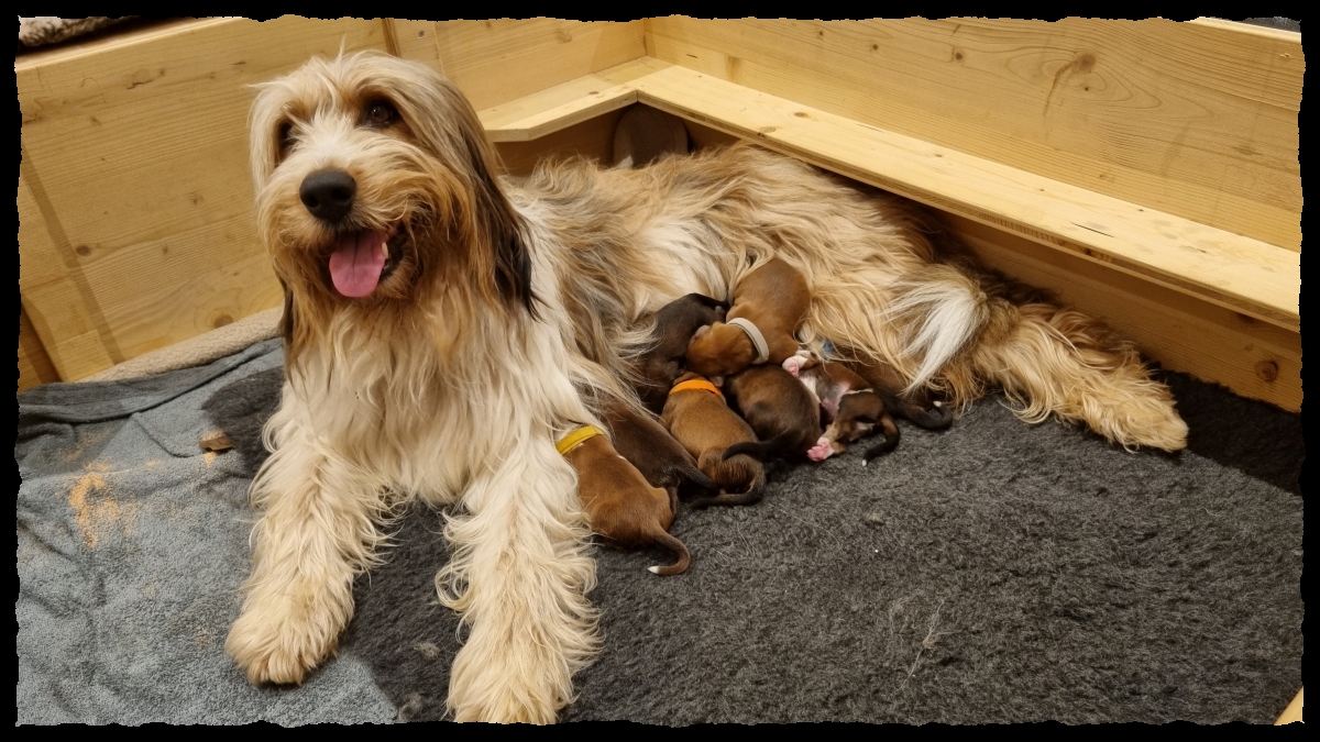 D-Wurf-von-der-Straubenhalde-2025