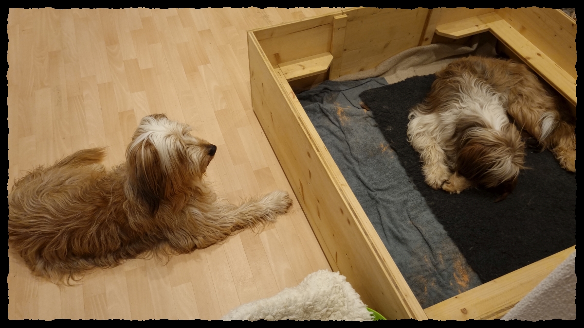 C-Wurf-von-der-Straubenhalde