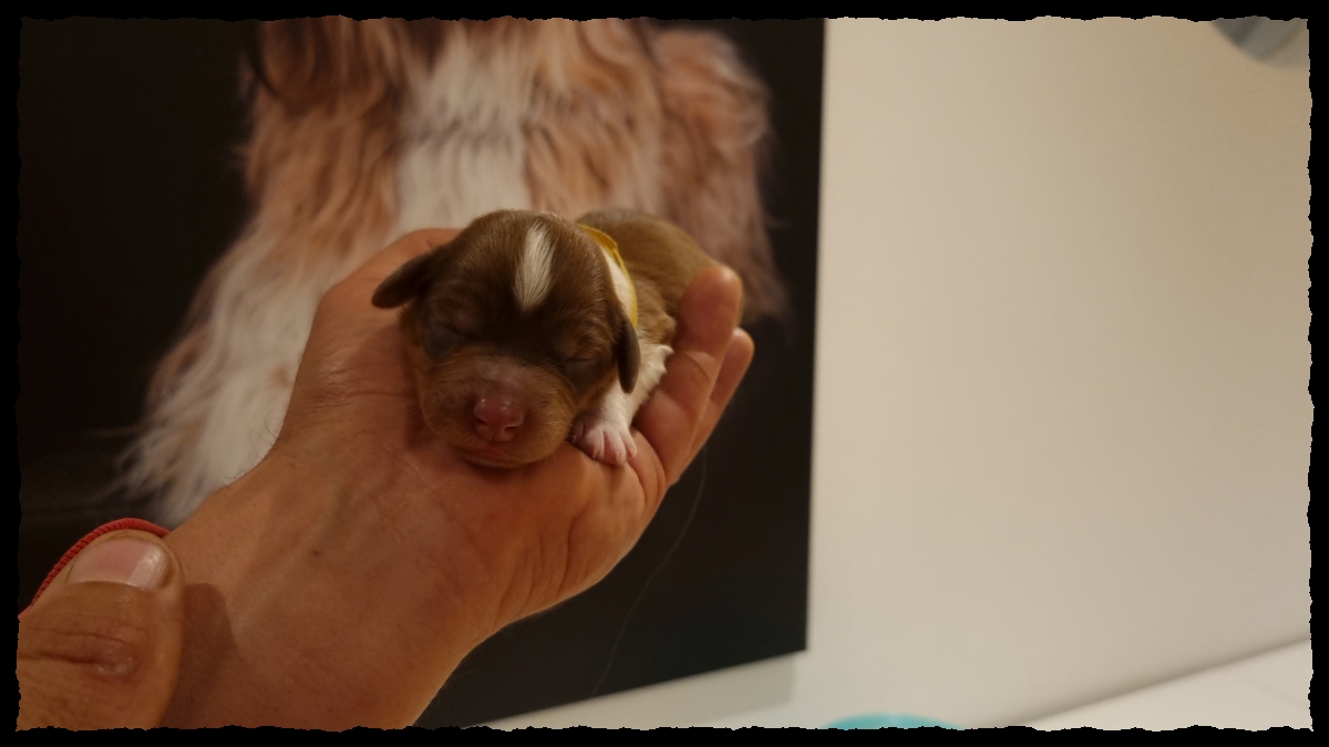 C-Wurf-von-der-Straubenhalde