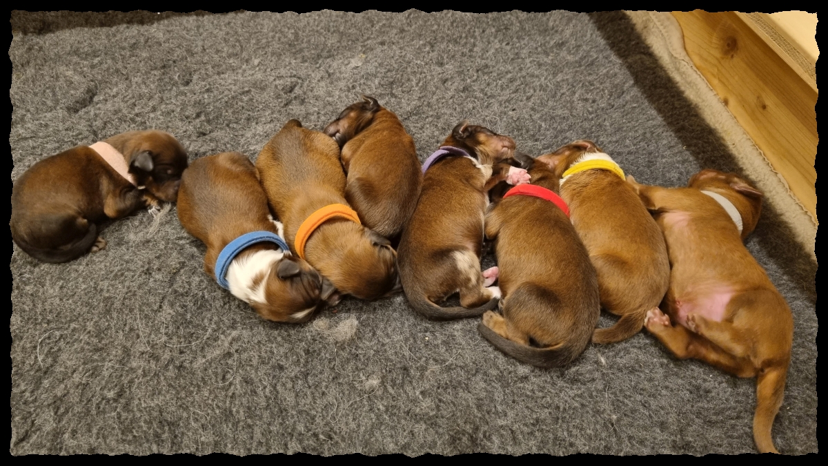 C-Wurf-von-der-Straubenhalde