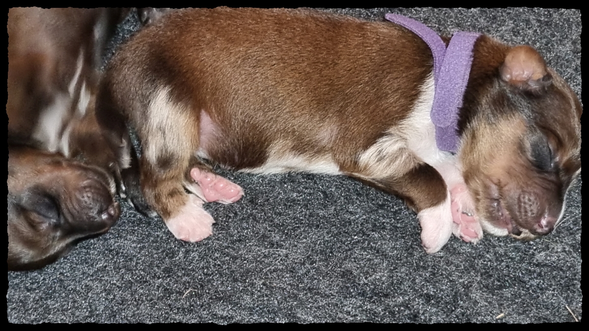 C-Wurf-von-der-Straubenhalde