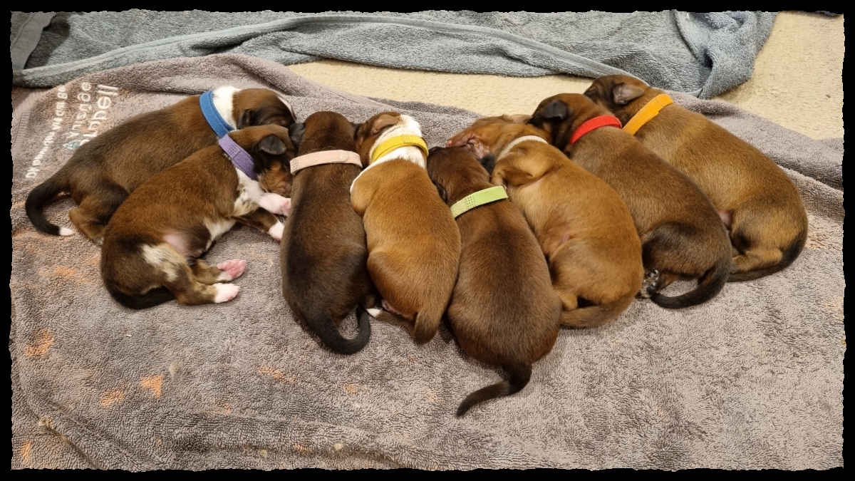 C-Wurf-von-der-Straubenhalde