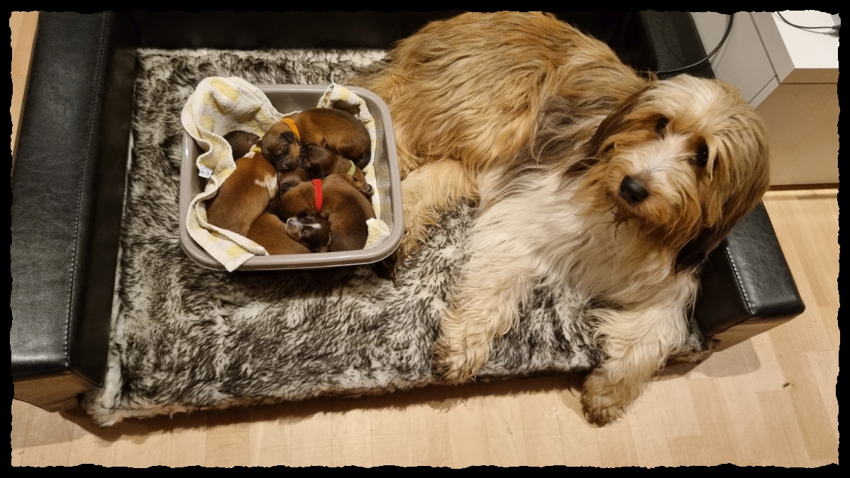 C-Wurf-von-der-Straubenhalde