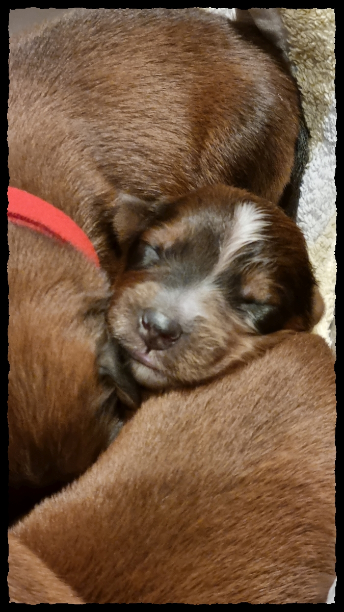 C-Wurf-von-der-Straubenhalde