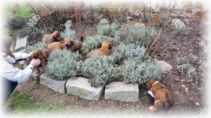 C-Wurf-von-der-Straubenhalde