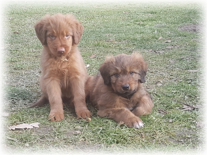 C-Wurf-von-der-Straubenhalde