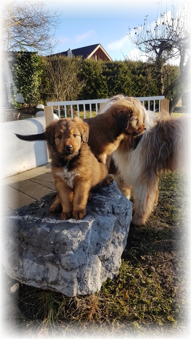 C-Wurf-von-der-Straubenhalde