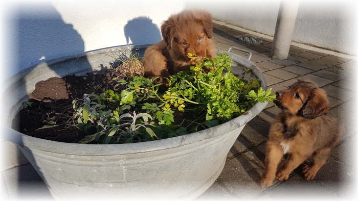 C-Wurf-von-der-Straubenhalde