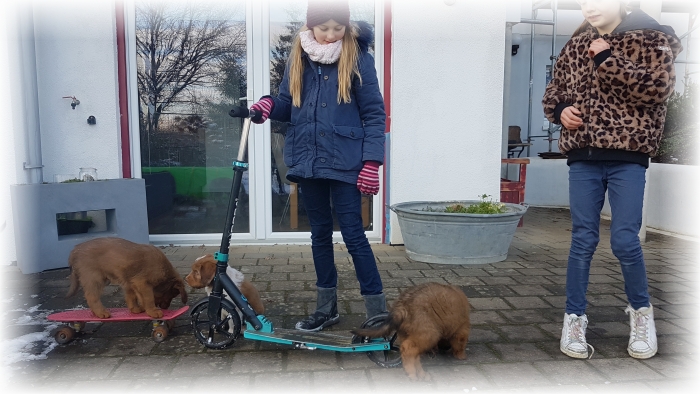 C-Wurf-von-der-Straubenhalde