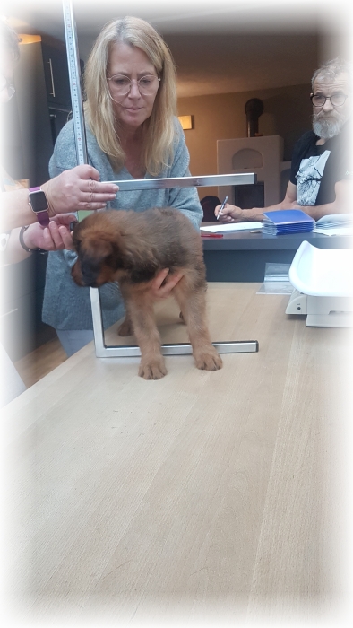 C-Wurf-von-der-Straubenhalde