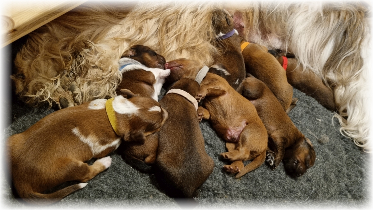 C-Wurf-von-der-Straubenhalde