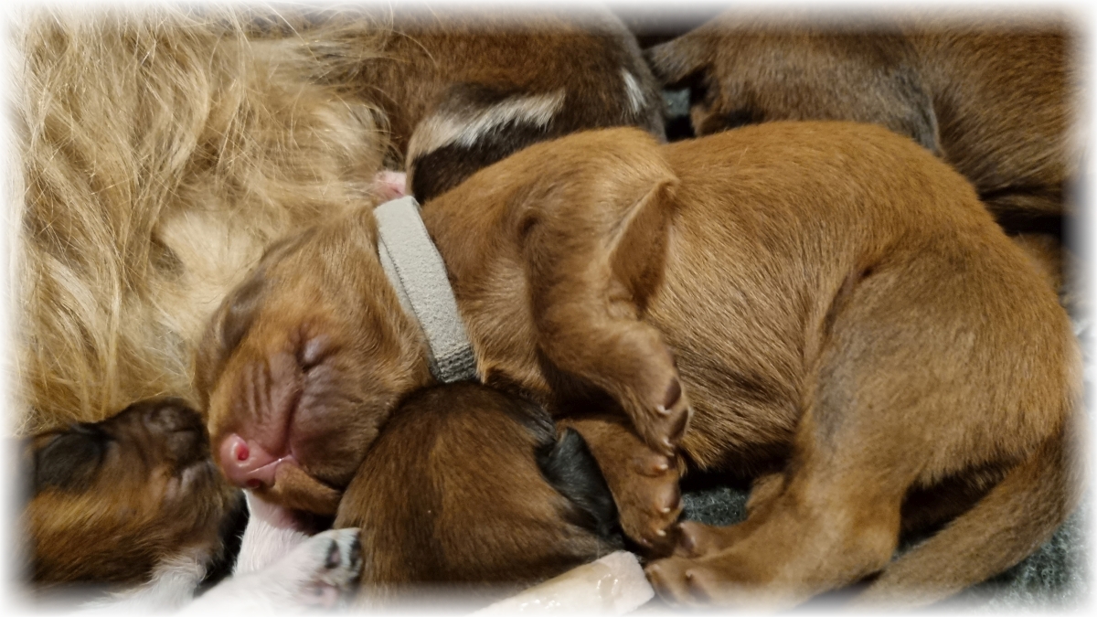 C-Wurf-von-der-Straubenhalde