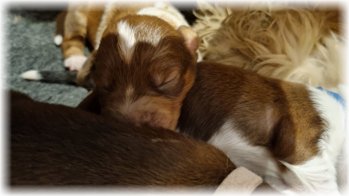 C-Wurf-von-der-Straubenhalde