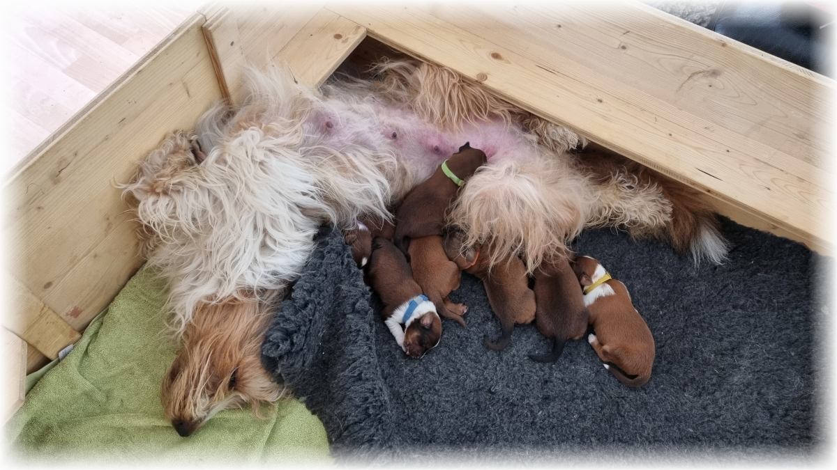 C-Wurf-von-der-Straubenhalde