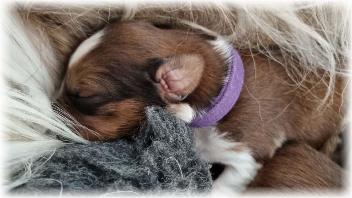 C-Wurf-von-der-Straubenhalde