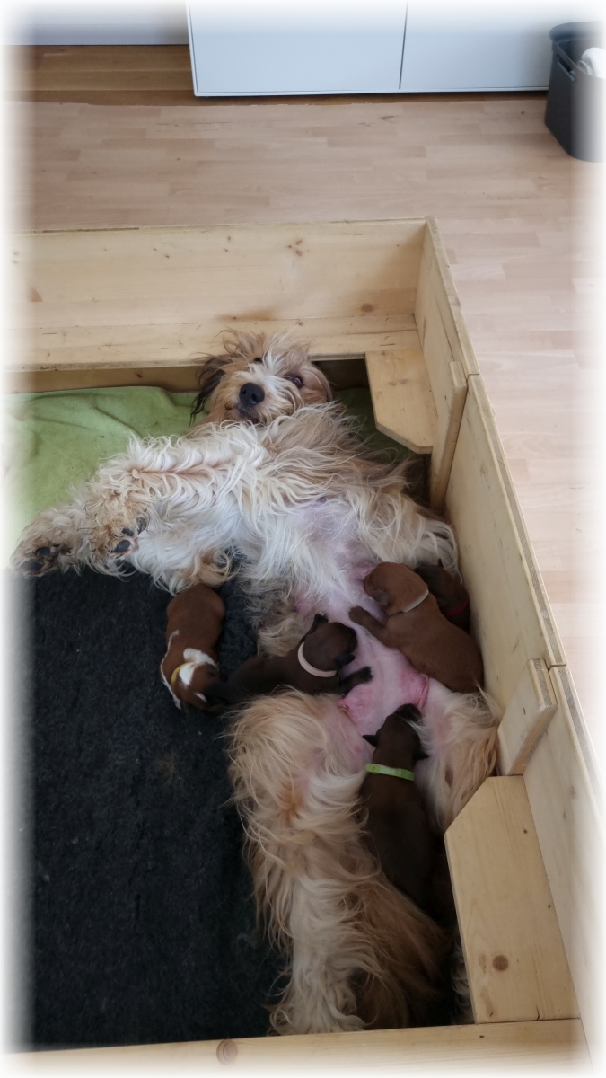 C-Wurf-von-der-Straubenhalde