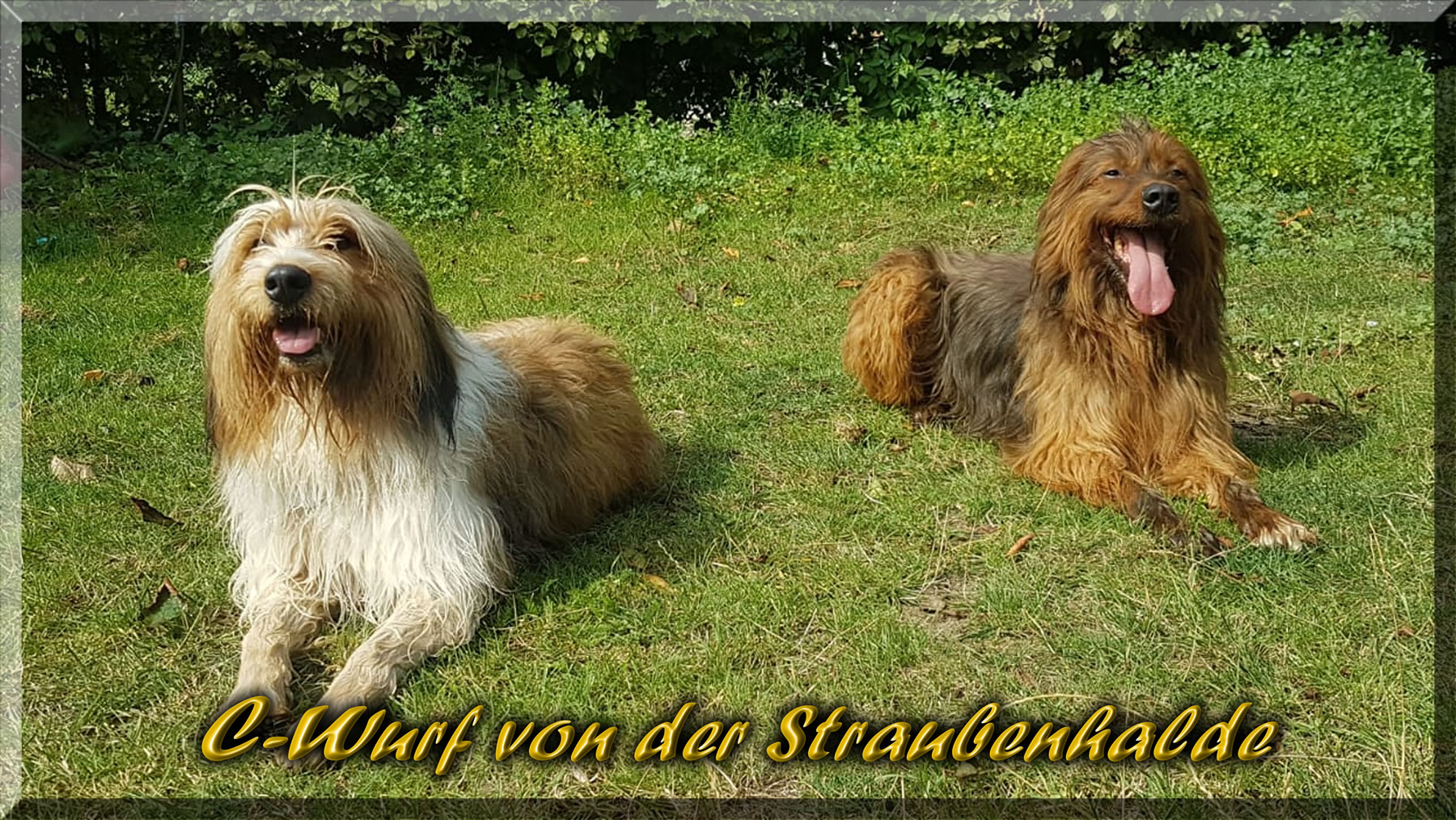 C-Wurf-von-der-Straubenhalde-2021