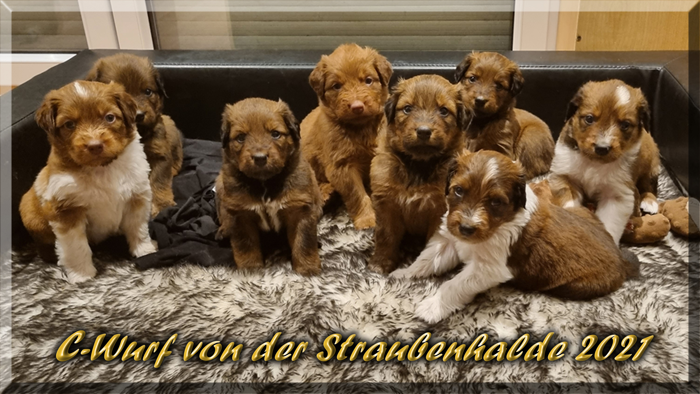 Iron ud Bailey, der C-Wurf-von-der-Straubenhalde-2021