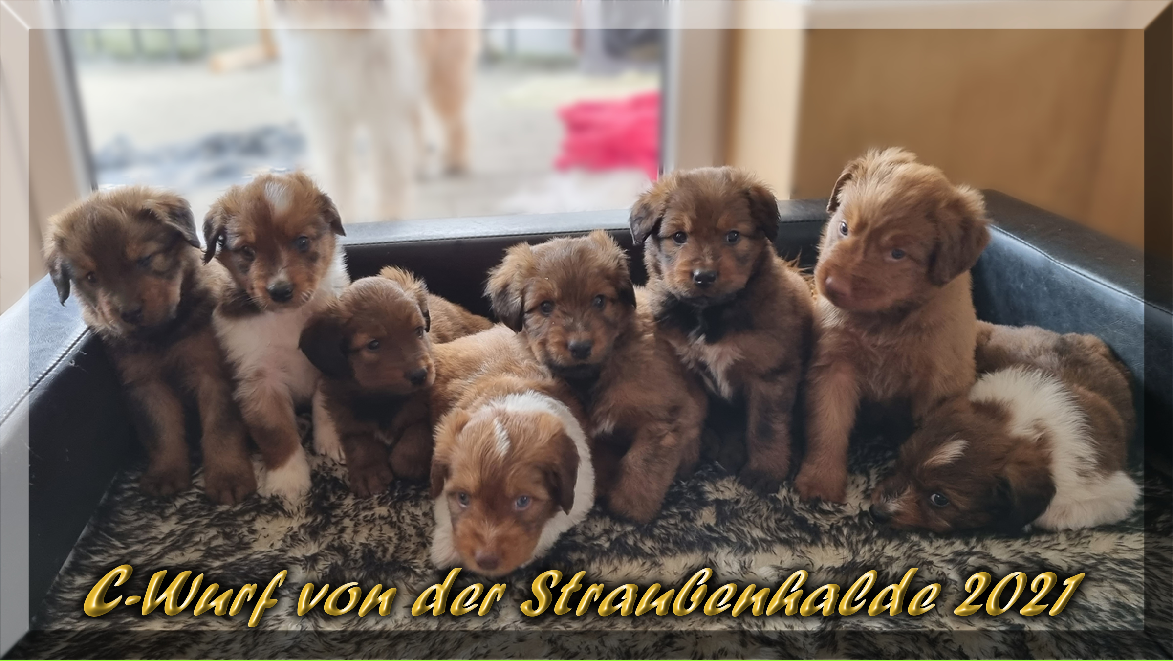 Iron ud Bailey, der C-Wurf-von-der-Straubenhalde-2021