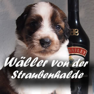 Wäller von der Straubenhalde